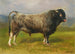 Der graue Stier - Rosa Bonheur — Ansicht des Kunstwerks