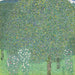 Roseraies sous les arbres - Gustav Klimt — Ansicht des Kunstwerks