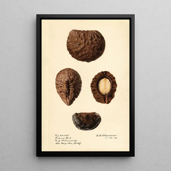 Caryocar nuciferum Souari Nut - Royal Charles Steadman — gerahmtes Bild an der Wand
