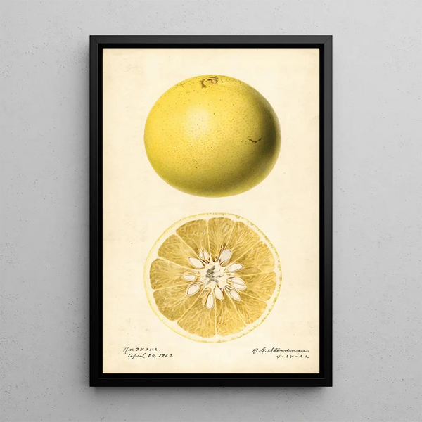Citrus paradisi - Royal Charles Steadman — gerahmtes Bild an der Wand