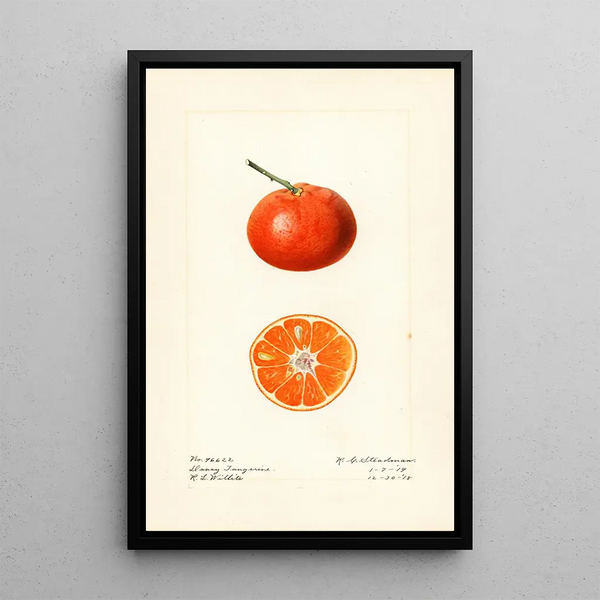 Citrus reticulata Dancy - Royal Charles Steadman — gerahmtes Bild an der Wand
