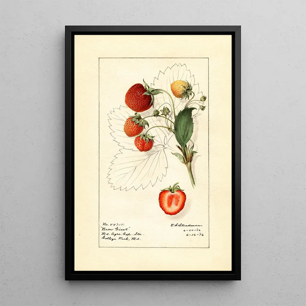 Fragaria Brow Giant - Royal Charles Steadman — gerahmtes Bild an der Wand