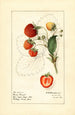 Fragaria Brow Giant - Royal Charles Steadman — Ansicht des Kunstwerks