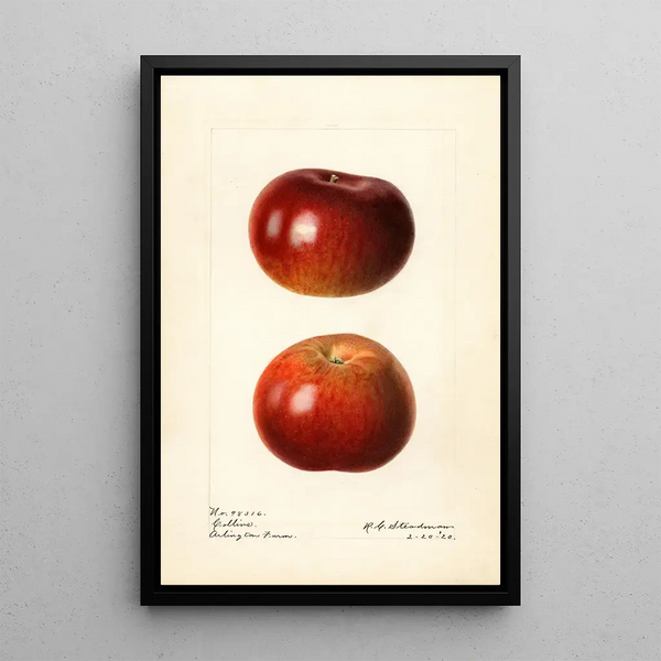 Malus domestica Collins - Royal Charles Steadman — gerahmtes Bild an der Wand