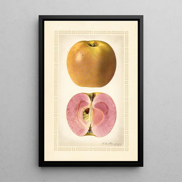 Malus domestica - Royal Charles Steadman - Royal Charles Steadman — gerahmtes Bild an der Wand