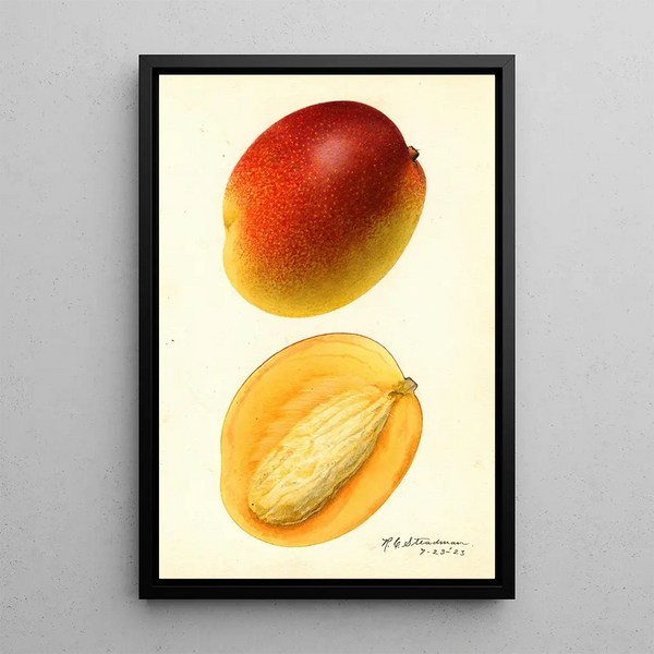 Mangifera indica Hayden - Royal Charles Steadman - Royal Charles Steadman — gerahmtes Bild an der Wand