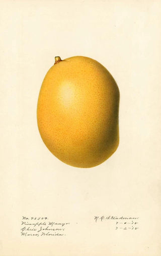 Royal Charles Steadman - Mangifera indica Pineapple Mango.webp