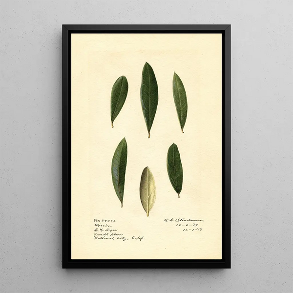 Olea europaea Mission - Royal Charles Steadman - Royal Charles Steadman — gerahmtes Bild an der Wand