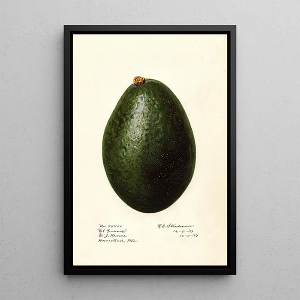 Persea El Grande - Royal Charles Steadman - Royal Charles Steadman — gerahmtes Bild an der Wand