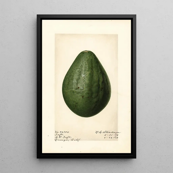 Persea Taft - Royal Charles Steadman - Royal Charles Steadman — gerahmtes Bild an der Wand