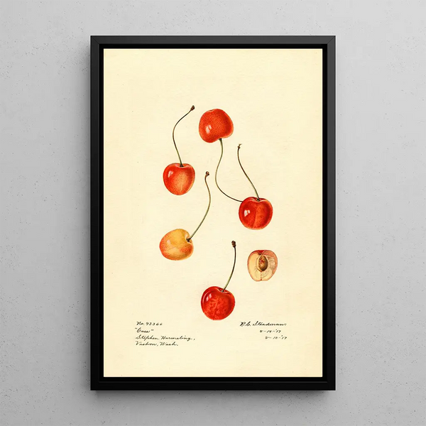 Prunus avium Cass - Royal Charles Steadman - Royal Charles Steadman — gerahmtes Bild an der Wand