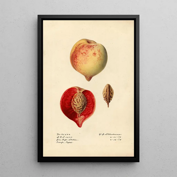 Prunus persica - Royal Charles Steadman - Royal Charles Steadman — gerahmtes Bild an der Wand