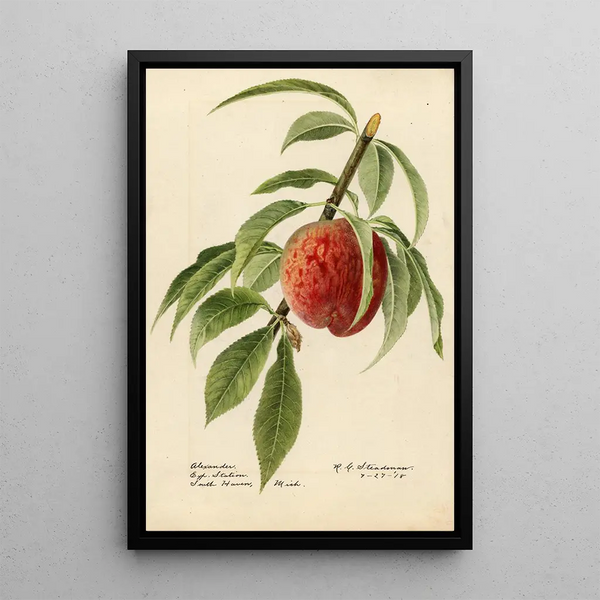 Prunus persica Alexander - Royal Charles Steadman - Royal Charles Steadman — gerahmtes Bild an der Wand