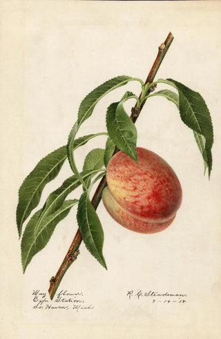 Royal Charles Steadman - Prunus persica Mayflower.webp