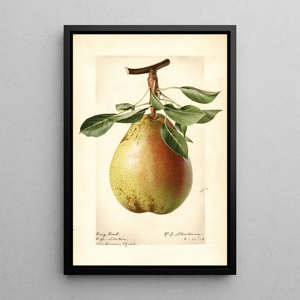 Pyrus communis King Karl - Royal Charles Steadman - Royal Charles Steadman — gerahmtes Bild an der Wand