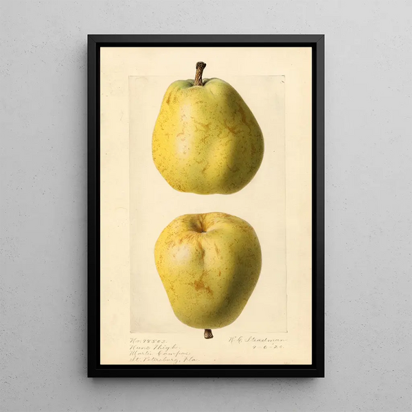 Pyrus communis Nuns Thigh - Royal Charles Steadman - Royal Charles Steadman — gerahmtes Bild an der Wand