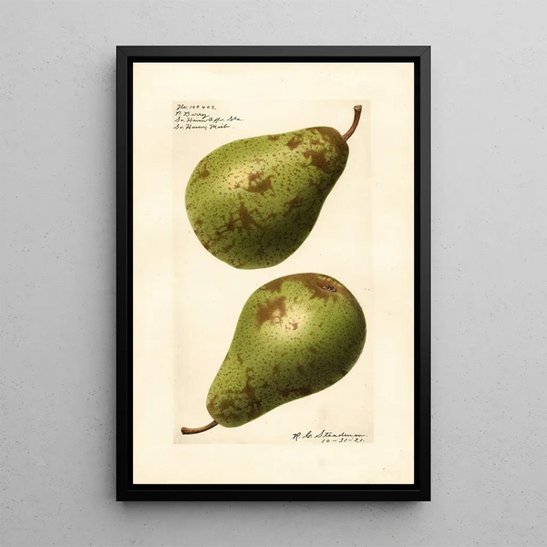 Pyrus communis P - Royal Charles Steadman - Royal Charles Steadman — gerahmtes Bild an der Wand