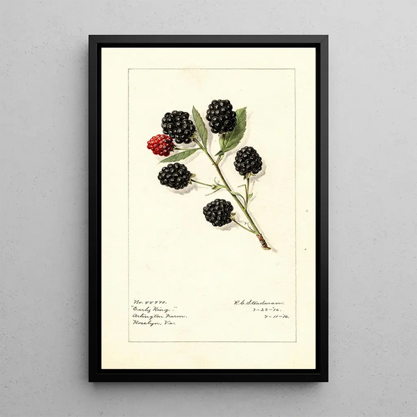 Rubus Early King - Royal Charles Steadman - Royal Charles Steadman — gerahmtes Bild an der Wand