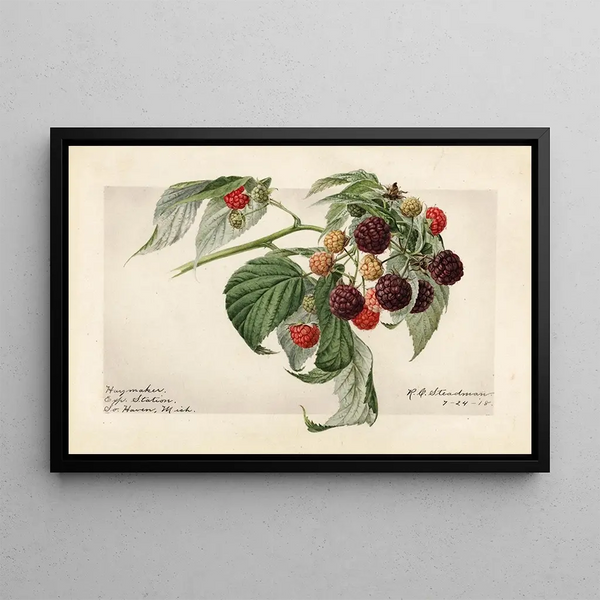 Rubus Haymaker - Royal Charles Steadman — gerahmtes Bild an der Wand