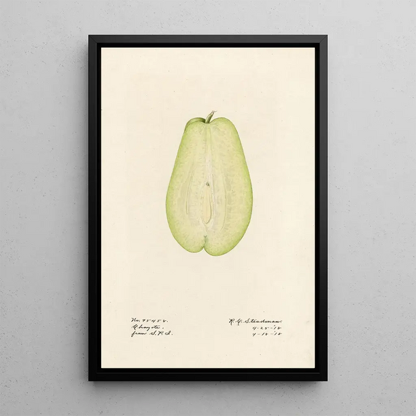 Sechium edule - Royal Charles Steadman - Royal Charles Steadman — gerahmtes Bild an der Wand