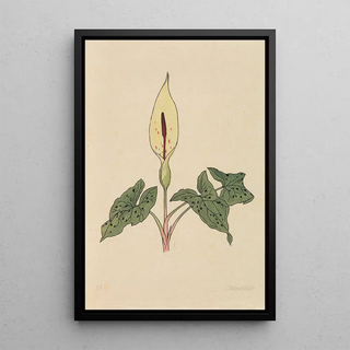 Rudolf Koch - Blumenbuch.webp