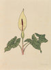 Buch der Blumen - Rudolf Koch — Ansicht des Kunstwerks