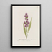 Liatris à épi - S Fred Prince — gerahmtes Bild an der Wand