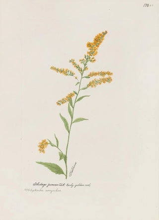 S Fred Prince - Early golden rod.webp