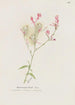 Gaura - S Fred Prince — Ansicht des Kunstwerks