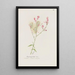 Gaura - S Fred Prince — gerahmtes Bild an der Wand