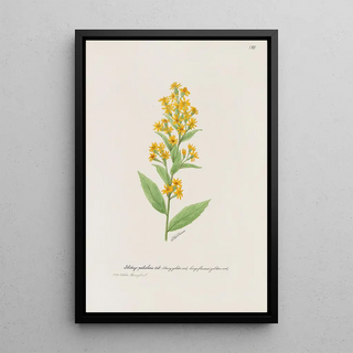 S Fred Prince - Showy golden rod.webp
