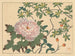 Pfingstrose - Sakai Hōitsu — Ansicht des Kunstwerks