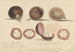 Le fruit du mangoustan, Malacca - Samuel Davis — Ansicht des Kunstwerks