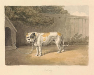 Ein Bulldog - Samuel Howitt — Ansicht des Kunstwerks