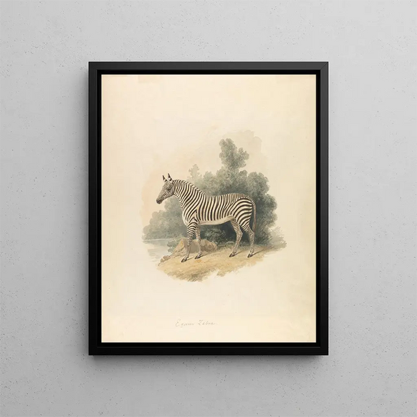 Le zèbre - Samuel Howitt — gerahmtes Bild an der Wand