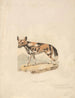 Hund Abyssin - Samuel Howitt — Ansicht des Kunstwerks