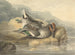 Teal mort - Samuel Howitt — Ansicht des Kunstwerks