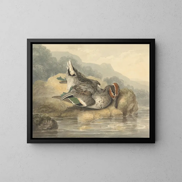 Teal mort - Samuel Howitt — gerahmtes Bild an der Wand