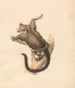 fliegendes Eichhörnchen - Samuel Howitt — Ansicht des Kunstwerks