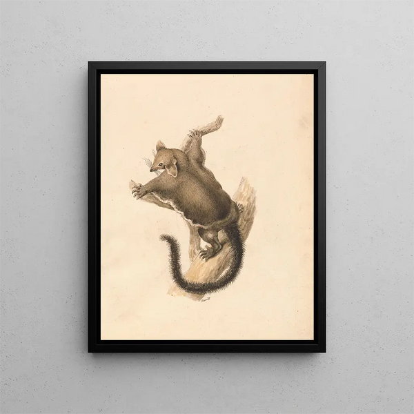 fliegendes Eichhörnchen - Samuel Howitt — gerahmtes Bild an der Wand