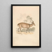 Hirsch-Schwein - Samuel Howitt — gerahmtes Bild an der Wand