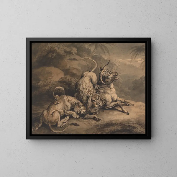 Löwe und Löwin, die einen Ochsen angreifen - Samuel Howitt — gerahmtes Bild an der Wand