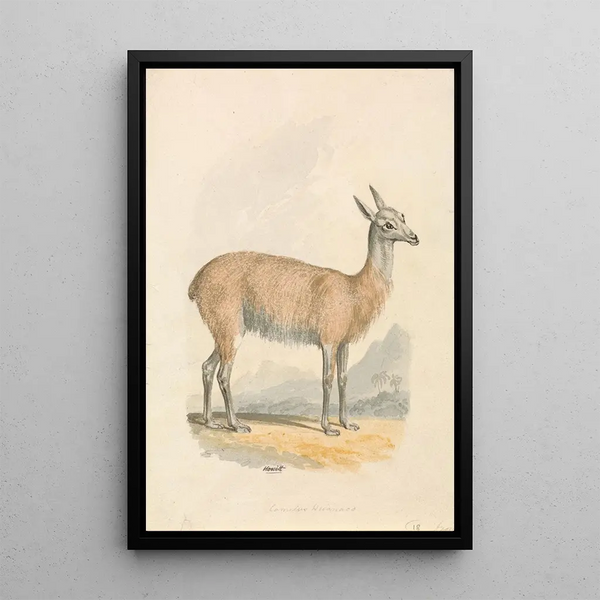 Lama - Samuel Howitt — gerahmtes Bild an der Wand