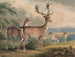 Hirsch, Hirschkuh und Kälber - Samuel Howitt — Ansicht des Kunstwerks