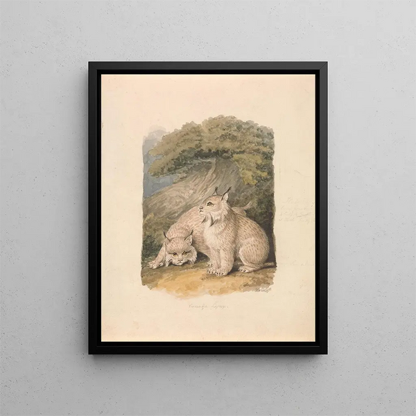 Der Luchs Kanadas aus der Sicht des Lebens - Samuel Howitt — gerahmtes Bild an der Wand