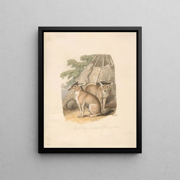 Zwei Huskys - Samuel Howitt — gerahmtes Bild an der Wand