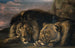 Löwe und Löwin im Schlaf - Samuel Raven — Ansicht des Kunstwerks