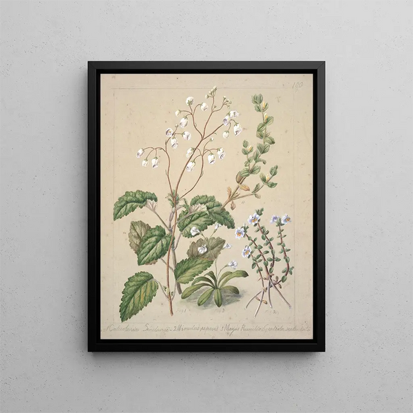 Calceolaria sinclarii Mimulus repens Mazus nain - Sarah Featon — gerahmtes Bild an der Wand