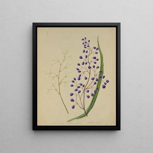 Dianella intermedia Pflanze mit Tinten - Sarah Featon — gerahmtes Bild an der Wand