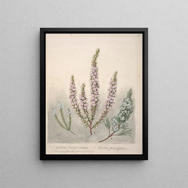Sarah Featon - Epacris2species Dracophyllum1 species.webp